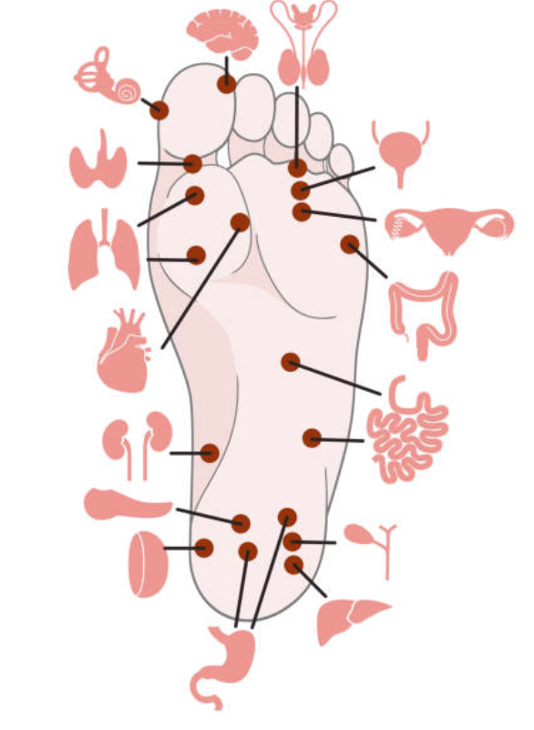https://rienaperdre-web-ressources-dev-fcbcb104.s3.eu-west-1.amazonaws.com/therapeutes/reflexologie/reflexologie_1.png